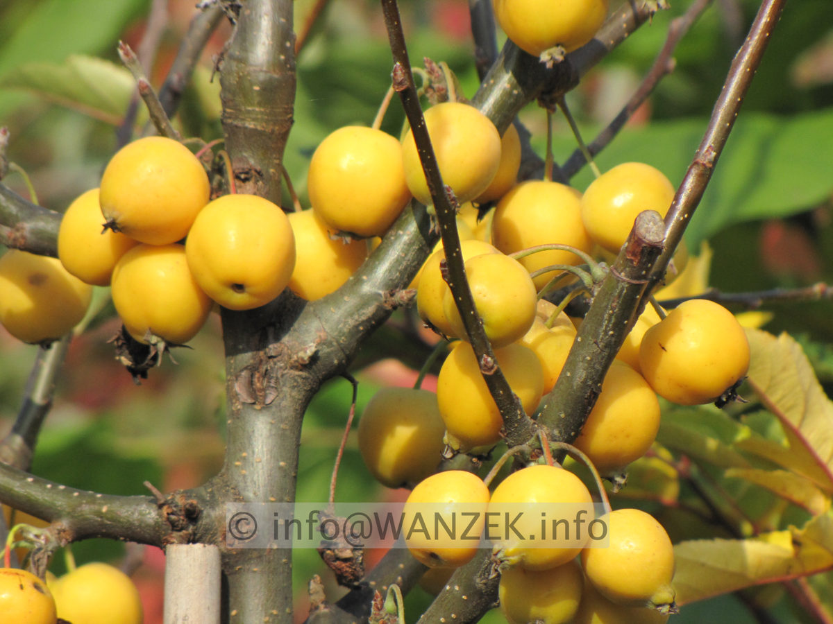 Malus Golden Hornet.JPG